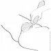  Shunga Zoa Raspberry,  (SO6912)