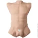  Silexd      Apollo L Male Torso, ,  (SO9936-02)