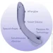 Womanizer    G c   OG Aubergine (SX0531-02)
